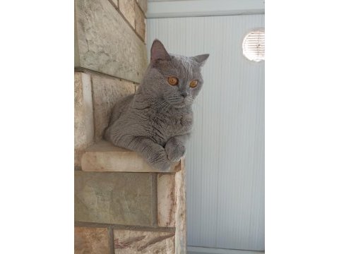 2,5 yaşında british shorthair kedimiz sahiplendirilecektir