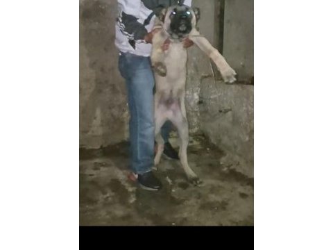 Kangal yavrusu soy sağlam mal zaten ortada