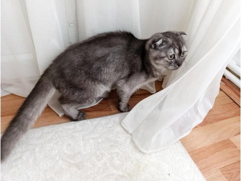 Scottish fold 6 aylık kedim