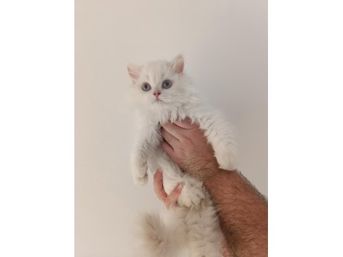 British longhair yavrularımız