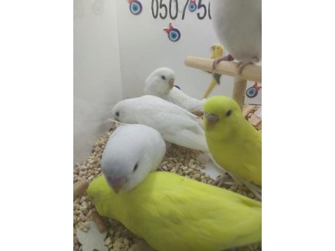 Yavru muhabbet kuşlar
