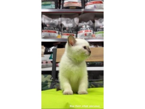 2 kardeş süt beyaz british shorthair kediler