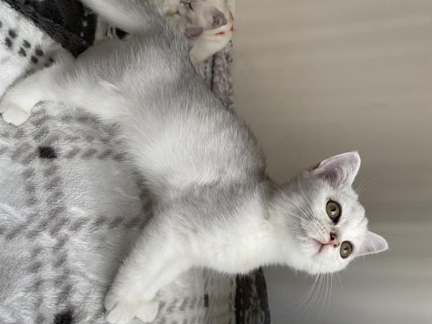 Sliver yavru kedi