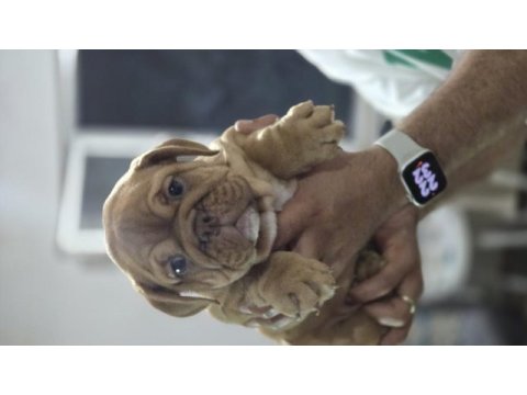 Sevimli ingiliz bulldog egzotik