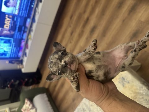 Safkan french bulldog yavrular