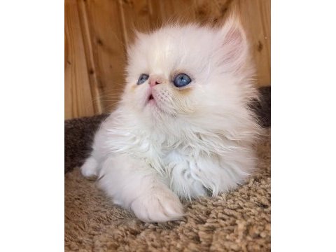 Krem point flat-face minik pofuduk kedimiz