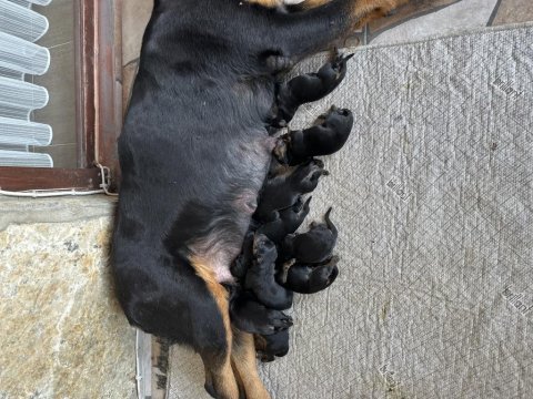 Erkek dişi şampiyon ırk scr li