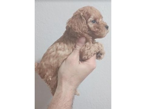 Maltipoo yavrular