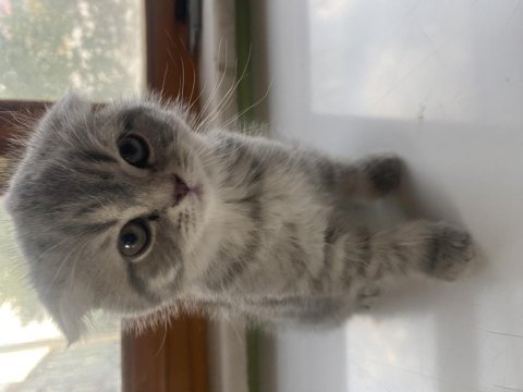 Scottish fold dişi yavru sahiplendirilecektir