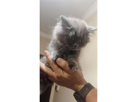 British long hair 1 buçuk aylık dişi kediler