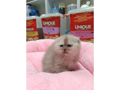 Scottish fold ve scottish straight yavrularım