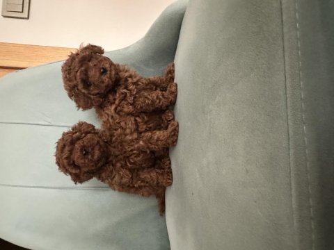 Teslime hazır prenses poodle köpekler