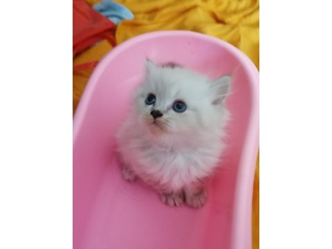 Şecereli anne ve baba scottish fold blue point beyaz