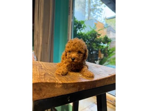 Toy poodle bebeklerimiz