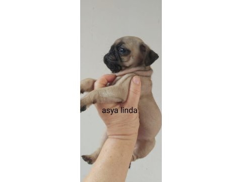 Pug mops bebekler