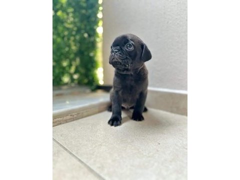 Pug mola yavrular 0-3 aylık