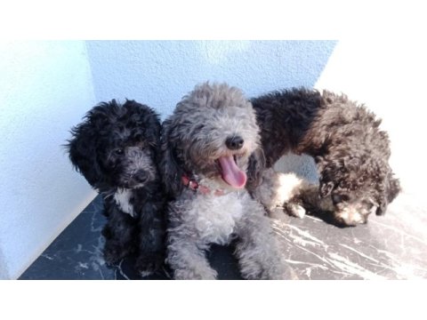 Ev içi bakılabilecek tek ırk poodle cinsidir