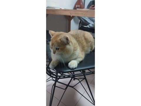 British longhair golden kedim
