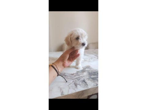 Terrier maltese