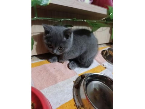 Ev üretimi erkek ve dişi british shorthair
