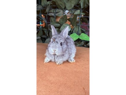 Safkan hollanda lop ve cüce tavşan yavrular