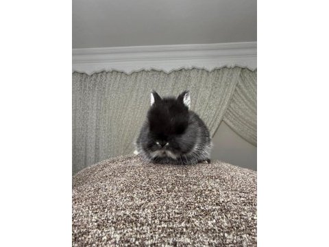 Safkan hollanda cüce ve mini lop tavşan her yere gönderim