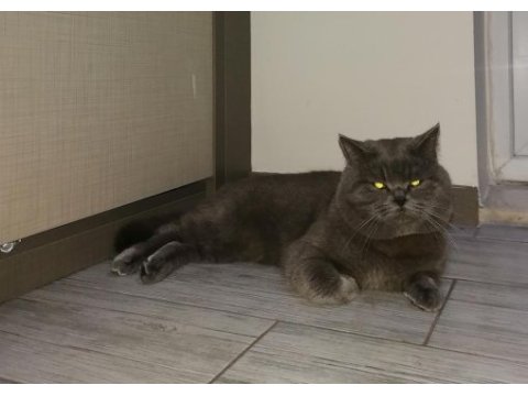 Kedi british shorthair