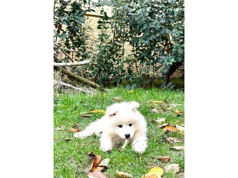 Kıf/fcı şecereli samoyed erkek yavru