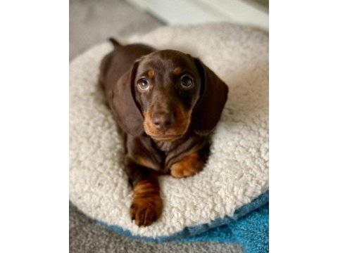 Mini dachshund sosik köpekler yuvaya hazır