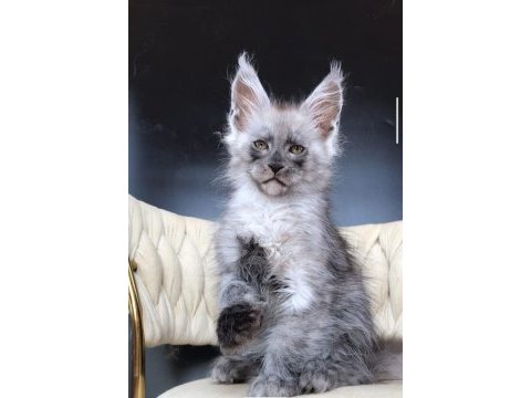 Maine coon wcf erkek black smoke