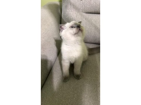 Scottish fold yavrular