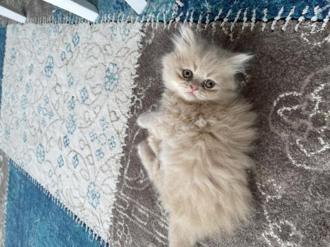 Pofuduk chinchilla bebekler ailesini arıyor