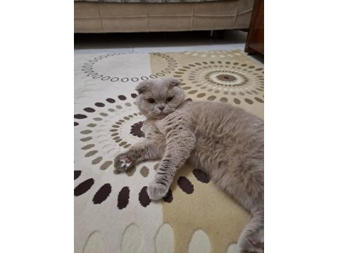 Çok uyguna scottish fold