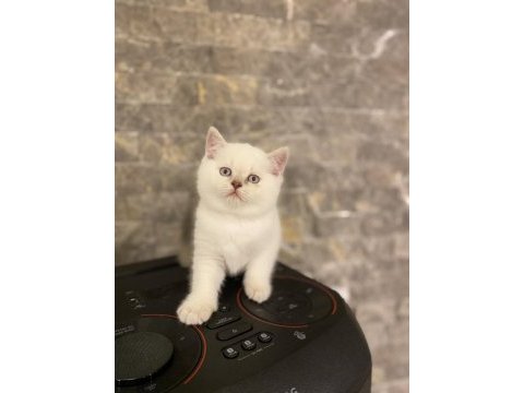Brıtısh shorthair sılver yavrularım 
