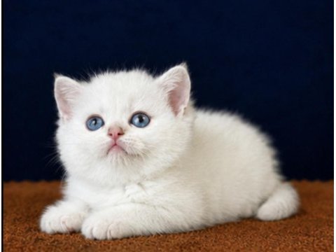 British shorthair ve longhair golden yavrular