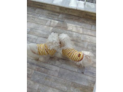 Bembeyaz 3 ay anne sütü almış maltese terrier bebekler