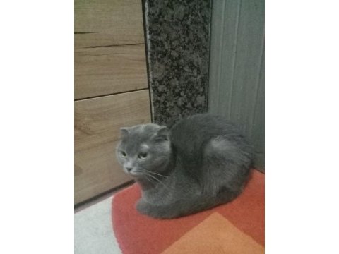 Scottish fold yavru kedimi ve annesini sahiplendiriyorum