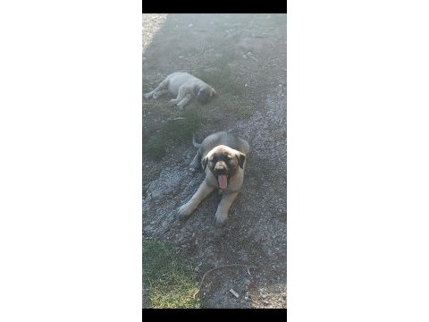 50 günlük çoban köpekleri