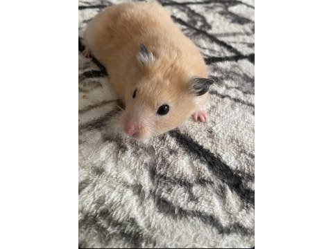 Tüysüz ginepig