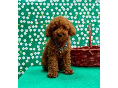 Orjinal toy poodle çocuklar