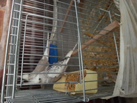 Takım sultan papağanı