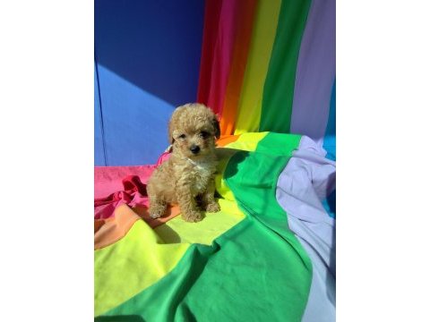İnanılmaz güzellikte maltipoo yavrular