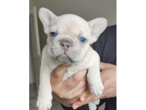 Egzotik french bulldog yavrular