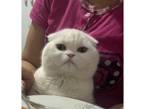 Scottish fold dişi kedimize yuva arıyoruz