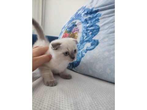 Scottish fold