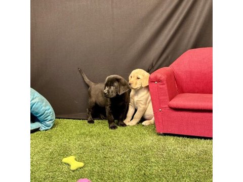 Harika labrador retriever yavruları