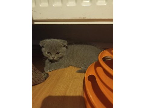Scottish fold yavrular sahiplendirilmeyi bekliyorlar