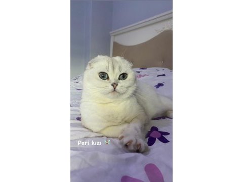 Dünya güzeli kısır kedim