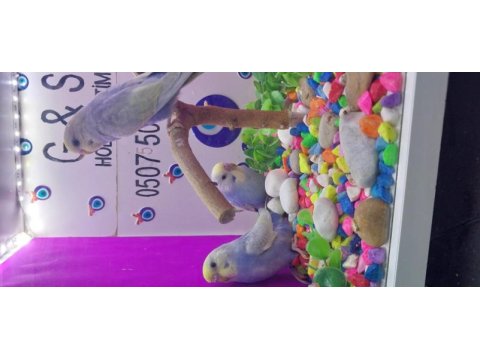 30 günlük yavru muhabbet kuşları