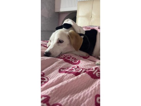 Lili 6 aylık dişi köpeğimiz
